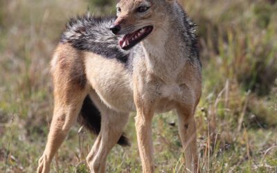 Black-Backed Jackal at Delta Park