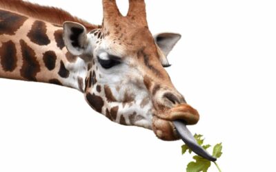 The Jo’burg Zoo is looking for leaves ? ?