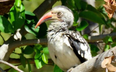 African Grey Hornbills have come to visit