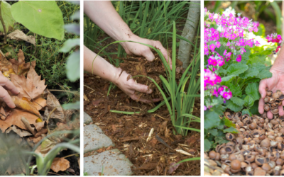 Making the most of autumn leaves – a practical guide