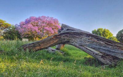 CRA September Newsletter